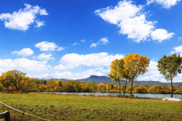 Golden Peak Recovery - Fenton Backyard View